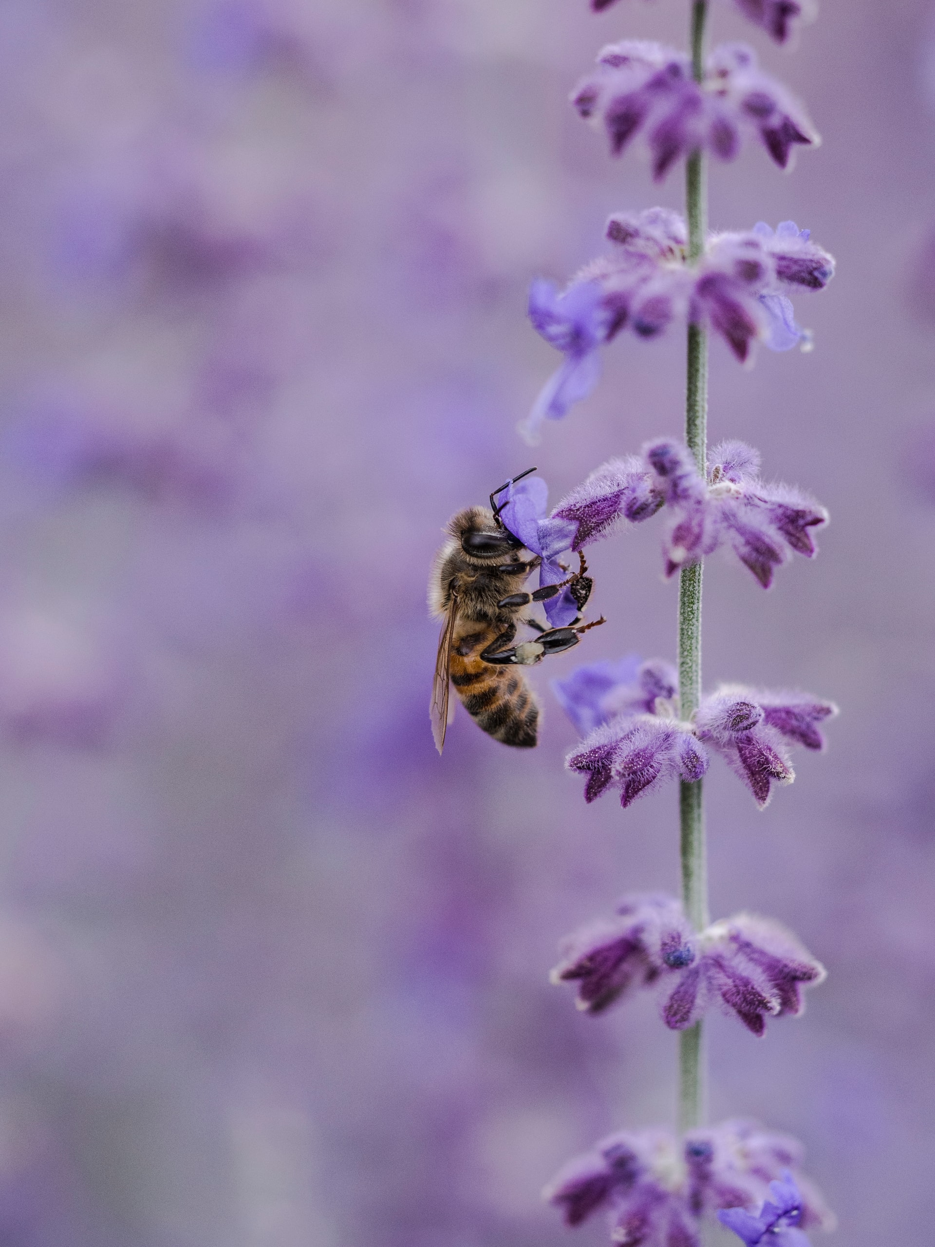 bee_purple_flower