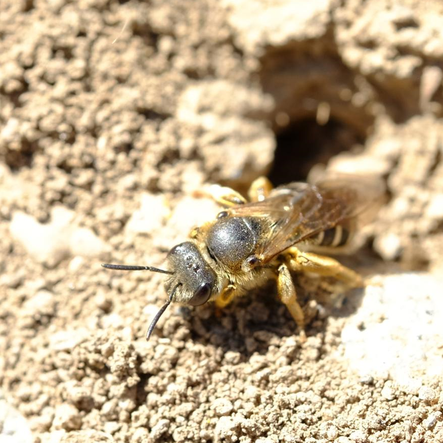 non-apis-bee-exposure-cover